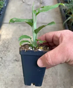 Monstera Adansonii Swiss Cheese Plant Houseplant 4 inch Green Potted