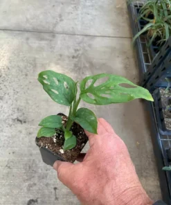 Monstera Adansonii Swiss Cheese Plant Houseplant 4 inch Green Potted