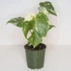 Monstera Thai Constellation Plant - 4-6 Inches Tall Starter Plant - RARE House Plant - Monstera Live Plant - Eco-Friendly Shipping
