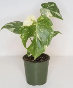 Monstera Thai Constellation Plant - 4-6 Inches Tall Starter Plant - RARE House Plant - Monstera Live Plant - Eco-Friendly Shipping