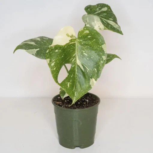 Monstera Thai Constellation Plant - 4-6 Inches Tall Starter Plant - RARE House Plant - Monstera Live Plant - Eco-Friendly Shipping