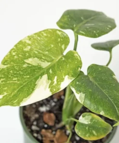 Monstera Thai Constellation Plant - 4-6 Inches Tall Starter Plant - RARE House Plant - Monstera Live Plant - Eco-Friendly Shipping