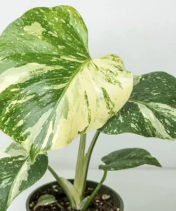 Monstera Thai Constellation Plant - 4-6 Inches Tall Starter Plant - RARE House Plant - Monstera Live Plant - Eco-Friendly Shipping