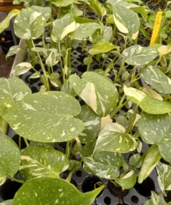 Monstera Thai Constellation Plant - 4-6 Inches Tall Starter Plant - RARE House Plant - Monstera Live Plant - Eco-Friendly Shipping