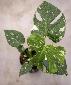 Monstera Thai Constellation Plant - 4-6 Inches Tall Starter Plant - RARE House Plant - Monstera Live Plant - Eco-Friendly Shipping