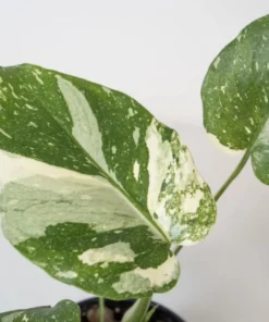 Monstera Thai Constellation Plant - 4-6 Inches Tall Starter Plant - RARE House Plant - Monstera Live Plant - Eco-Friendly Shipping