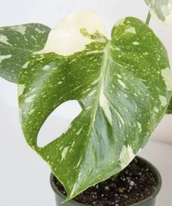 Monstera Thai Constellation Plant - 4-6 Inches Tall Starter Plant - RARE House Plant - Monstera Live Plant - Eco-Friendly Shipping