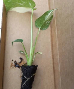 Monstera Thai Constellation Plant - 4-6 Inches Tall Starter Plant - RARE House Plant - Monstera Live Plant - Eco-Friendly Shipping