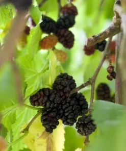 Mulberry Tree - Illinois Everbearing Mulberry Plant - Morus Alba X Rubra - Sweet Fruit - Mulberry Tree Live - Mulberry Cuttings