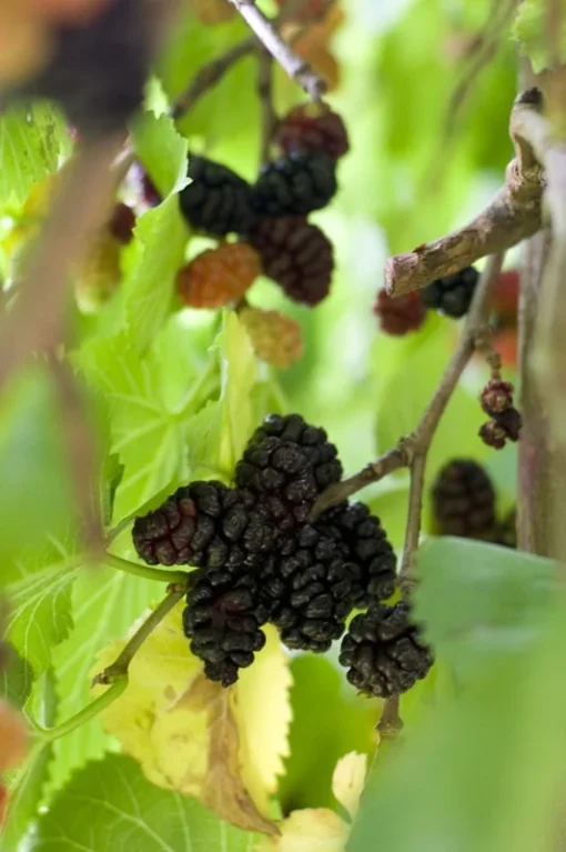 Mulberry Tree - Illinois Everbearing Mulberry Plant - Morus Alba X Rubra - Sweet Fruit - Mulberry Tree Live - Mulberry Cuttings