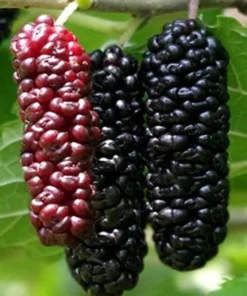 Mulberry Tree - Illinois Everbearing Mulberry Plant - Morus Alba X Rubra - Sweet Fruit - Mulberry Tree Live - Mulberry Cuttings