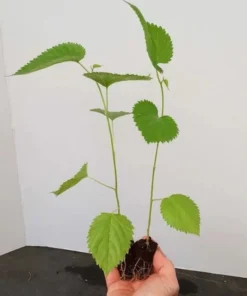 Mulberry Tree - Illinois Everbearing Mulberry Plant - Morus Alba X Rubra - Sweet Fruit - Mulberry Tree Live - Mulberry Cuttings