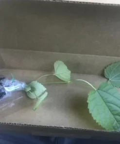 Mulberry Tree - Illinois Everbearing Mulberry Plant - Morus Alba X Rubra - Sweet Fruit - Mulberry Tree Live - Mulberry Cuttings