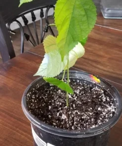 Mulberry Tree - Illinois Everbearing Mulberry Plant - Morus Alba X Rubra - Sweet Fruit - Mulberry Tree Live - Mulberry Cuttings