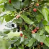 Mulberry Tree Live Plant - Dwarf Everbearing Mulberry Plant - Live Mulberry Tree - Starter Plant