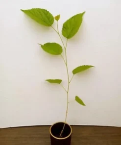 Mulberry Tree Live Plant - Dwarf Everbearing Mulberry Plant - Live Mulberry Tree - Starter Plant