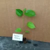 Mulberry Tree Live Plant - Pakistan Mulberry Tree - Live Pakistani Mulberry Trees For Sale - Starter tree plant