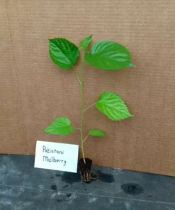Mulberry Tree Live Plant - Pakistan Mulberry Tree - Live Pakistani Mulberry Trees For Sale - Starter tree plant