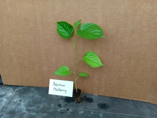 Mulberry Tree Live Plant - Pakistan Mulberry Tree - Live Pakistani Mulberry Trees For Sale - Starter tree plant