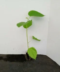 Mulberry Tree Live Plant - Pakistan Mulberry Tree - Live Pakistani Mulberry Trees For Sale - Starter tree plant