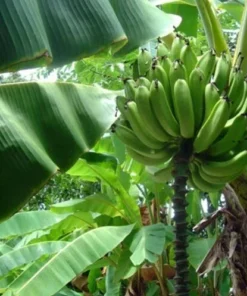 Musa Gold Finger Banana Tree - Live Plant - 5 Inch - Green - Tropical Fruit Tree