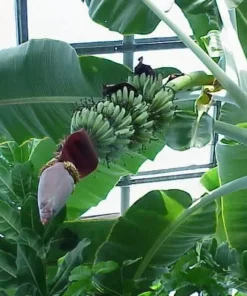 Musa Gran Nain Banana Tree Live Plant Tropical Fruit Tree Seedling