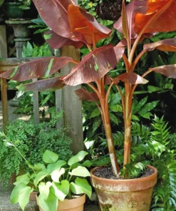 Musa Siam Ruby Banana Plant Live Tropical Tree - 4-6 Inch Potted Plant