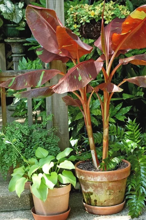 Musa Siam Ruby Banana Plant Live Tropical Tree - 4-6 Inch Potted Plant