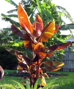Musa Siam Ruby Banana Plant Live Tropical Tree - 4-6 Inch Potted Plant
