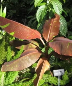 Musa Siam Ruby Banana Plant Live Tropical Tree - 4-6 Inch Potted Plant