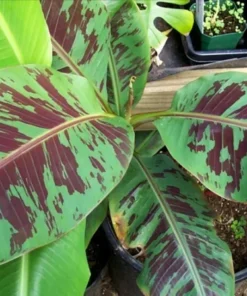 Musa Zebrina Live Banana Plant - Tropical Plant - 6 Inch - Green Foliage