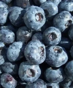 O'Neil Blueberry Bush - Starter Southern Highbush Blue Berry Live Plant - Blueberries for Planting