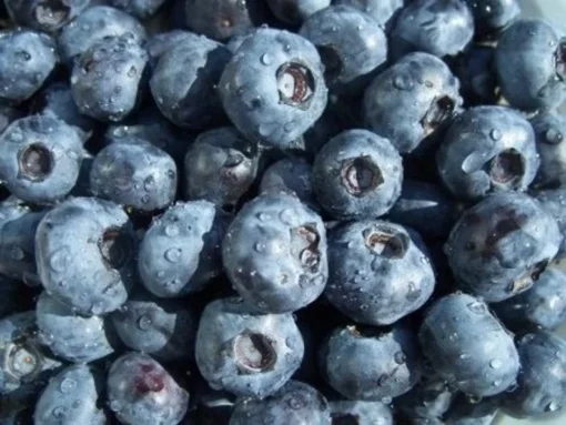 O'Neil Blueberry Bush - Starter Southern Highbush Blue Berry Live Plant - Blueberries for Planting