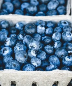 O'Neil Blueberry Bush - Starter Southern Highbush Blue Berry Live Plant - Blueberries for Planting