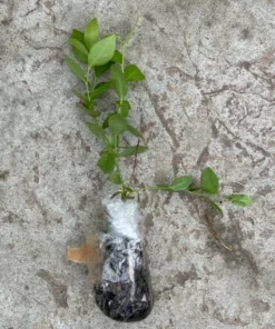 O'Neil Blueberry Bush - Starter Southern Highbush Blue Berry Live Plant - Blueberries for Planting