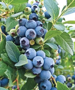 O'Neil Blueberry Bush - Starter Southern Highbush Blue Berry Live Plant - Blueberries for Planting