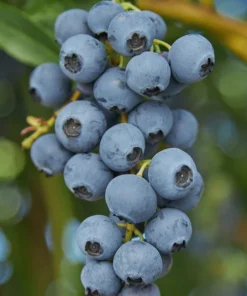 O'Neil Blueberry Bush - Starter Southern Highbush Blue Berry Live Plant - Blueberries for Planting