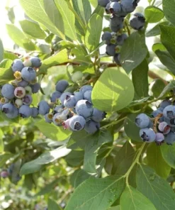 O'Neil Blueberry Bush - Starter Southern Highbush Blue Berry Live Plant - Blueberries for Planting