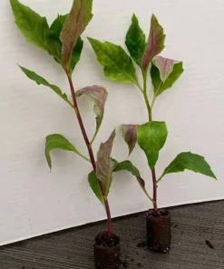 Okinawa Spinach - Gynura crepioides - Live Spinach for Planting - Hong tsoi Live Vegetable - Okinawa Lettuce - Cholesterol Spinach 4-6 Inch