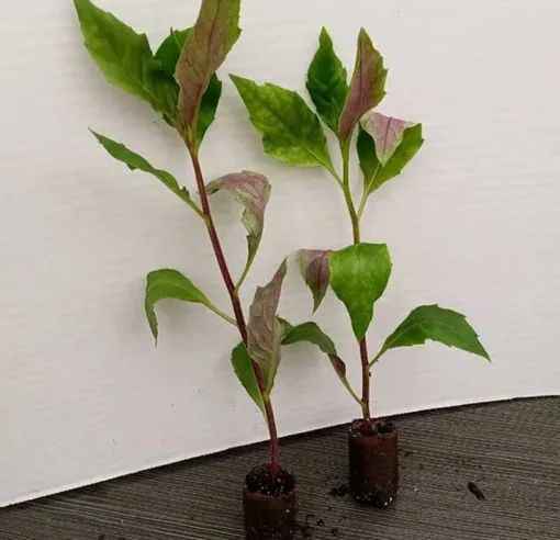 Okinawa Spinach - Gynura crepioides - Live Spinach for Planting - Hong tsoi Live Vegetable - Okinawa Lettuce - Cholesterol Spinach 4-6 Inch