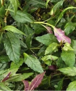 Okinawa Spinach - Gynura crepioides - Live Spinach for Planting - Hong tsoi Live Vegetable - Okinawa Lettuce - Cholesterol Spinach 4-6 Inch