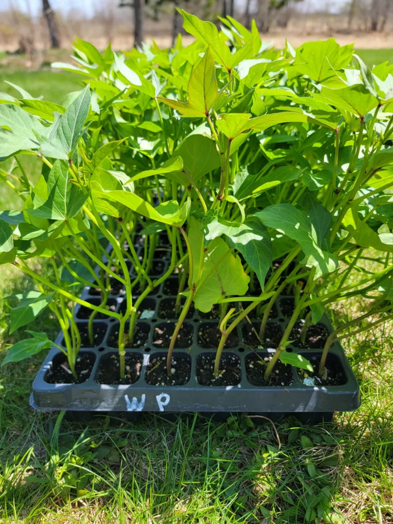 Common Mistakes to Avoid When Growing Okinawan Purple Sweet Potatoes