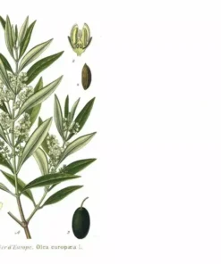 Olive Tree 'Oblonga' - Olea Europaea - Rooted Cutting - Grey-Green Foliage - Evergreen Tree