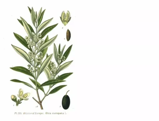 Olive Tree 'Oblonga' - Olea Europaea - Rooted Cutting - Grey-Green Foliage - Evergreen Tree