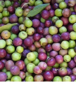 Olive Tree Plant - Arbequina Live Olive Tree - Live Olive Tree Plant - 8 inches Plus Plant Home Garden - Olive Tree Live