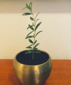 Olive Tree Plant - Arbequina Live Olive Tree - Live Olive Tree Plant - 8 inches Plus Plant Home Garden - Olive Tree Live