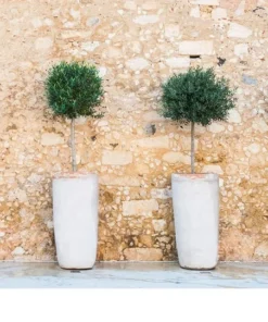 Olive Tree Plant - Arbequina Live Olive Tree - Live Olive Tree Plant - 8 inches Plus Plant Home Garden - Olive Tree Live