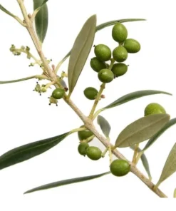 Olive Tree Plant - Arbequina Live Olive Tree - Live Olive Tree Plant - 8 inches Plus Plant Home Garden - Olive Tree Live