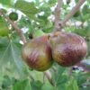 Olympian Fig Tree – Fruiting Ficus Carica Plant – Cold Hardy Variety