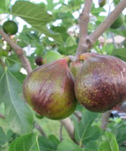 Olympian Fig Tree – Fruiting Ficus Carica Plant – Cold Hardy Variety